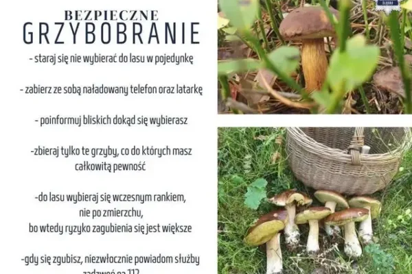 Bezpieczne grzybobranie – o czym warto pamiętać wybierając się do lasu