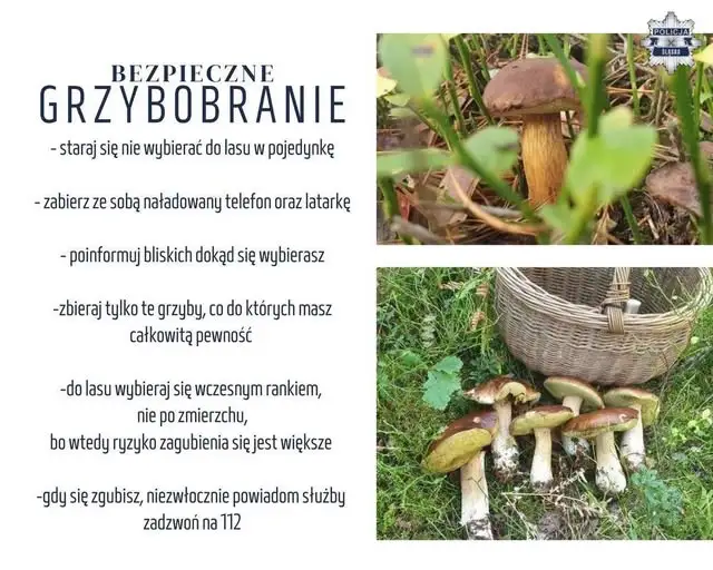Bezpieczne grzybobranie – o czym warto pamiętać wybierając się do lasu